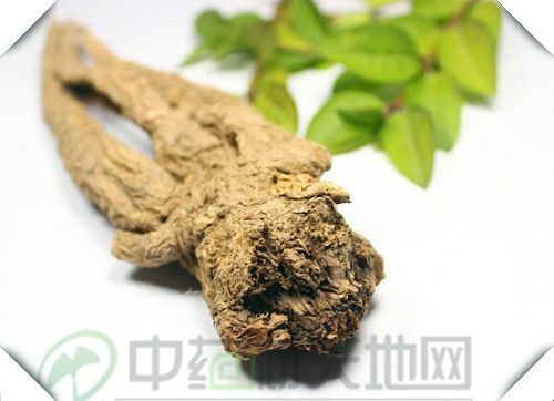 甘肃省地产中药材盘点
